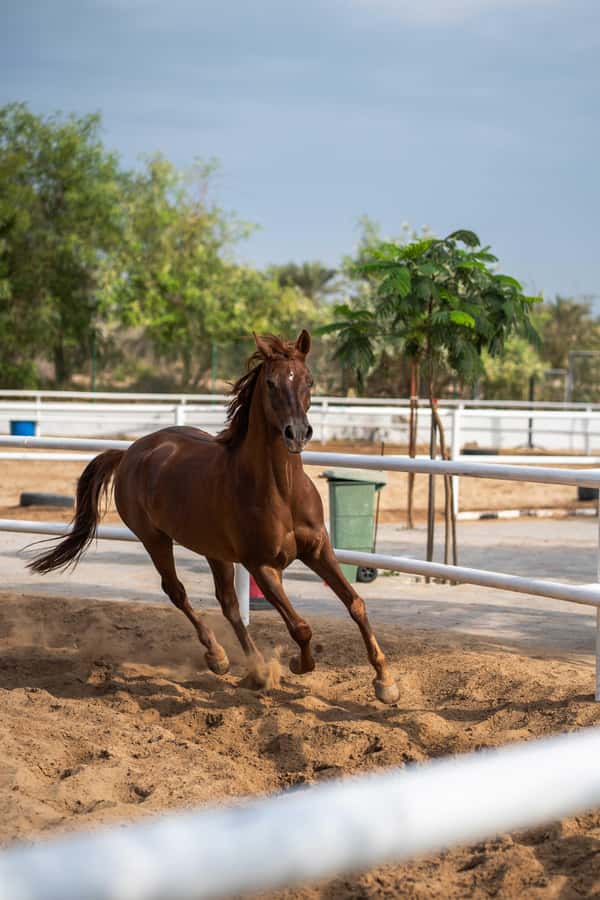 1 Hour Horseback Dubai Desert Park Ride - The one-hour route through Mushrif Park