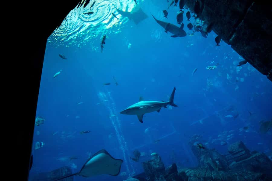5-Day Pass: Hop-On Hop-Off, Lost World Aquarium, Dubai Frame - Price and value at $108