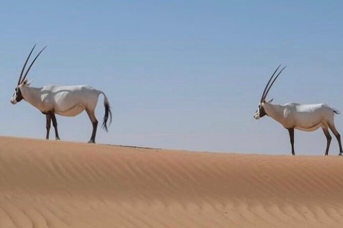 57 Bedouin Culture Safari With Breakfast - Timing, weather, and what to prepare