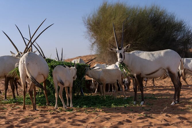 57 Camel Voyage - Why this safari feels different from a standard Dubai desert outing