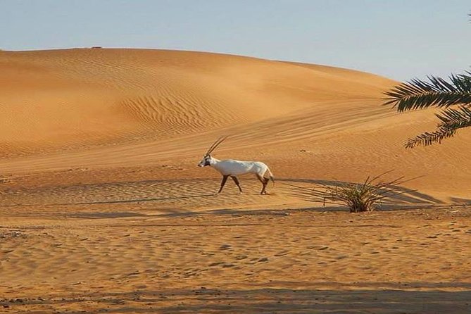 7-hour Small Group 4x4 Desert Safari Tour with Buffet Dinner in Dubai - Sunset over the Lahbab sand