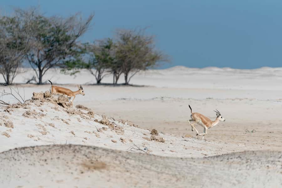 Abu Dhabi: 4-Hour Guided Cruise & Island Hopping - The best time to choose this outing