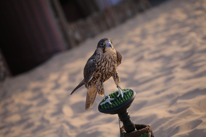 Abu Dhabi Desert Safari (Dune Bashing, BBQ Dinner, Camel Ride & Sand Skii) - Dune Bashing Before Sunset