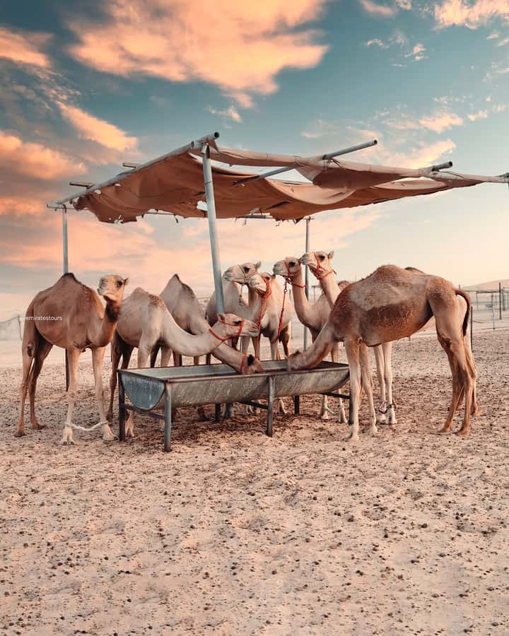 Abu Dhabi: Desert Safari with BBQ, Belly & Tannura Dance - Is $80 good value?