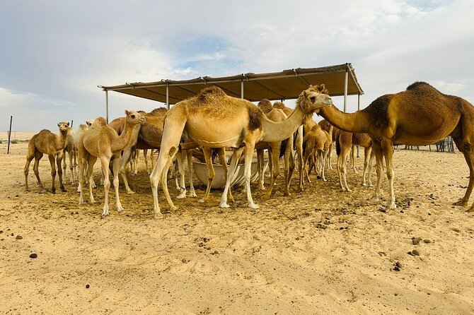 Abu Dhabi Desert Safari With BBQ Dinner & Live Shows - Camel rides and sandboarding at sunset