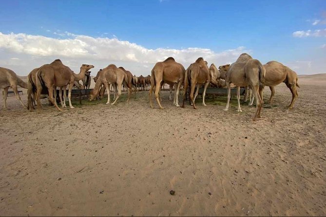 Abu Dhabi Desert safari with BBQ Dinner,Sandboarding & Camel ride - BBQ dinner under the stars
