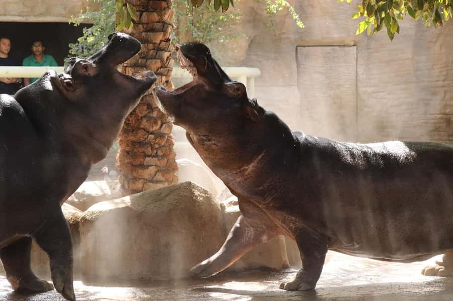 Abu Dhabi: Emirates Park Zoo Entry Ticket - Primate Paradise and Animal Paradise