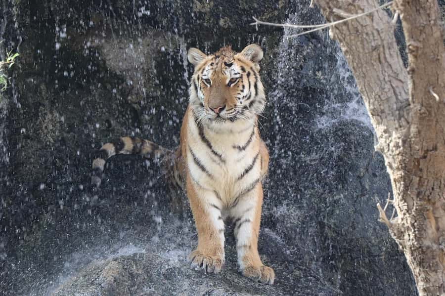 Abu Dhabi: Emirates Park Zoo Entry Ticket - Is the $17 ticket good value?