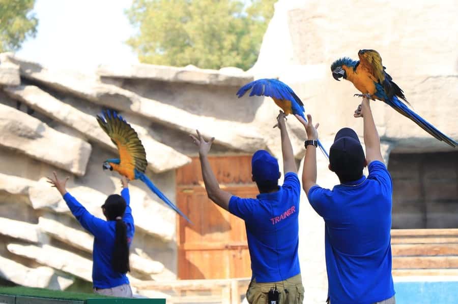 Abu Dhabi: Emirates Park Zoo Entry Ticket - Wildlife Walk: big cats in an indoor setting