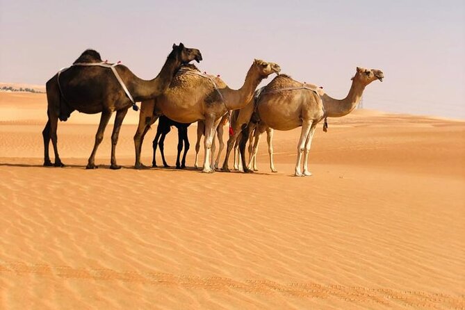 Abu Dhabi: Evening Desert Safari with Camel Ride, BBQ & Live Show - Is $72 good value for six hours?
