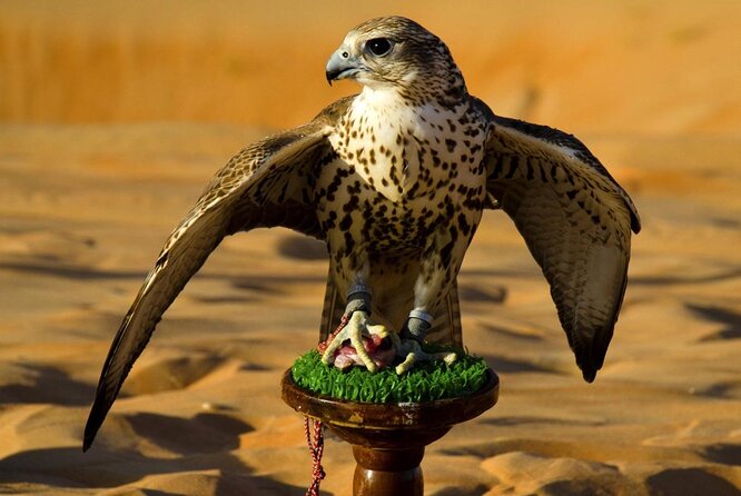 Abu Dhabi Falcon Hospital Tour - Key points to know before you book