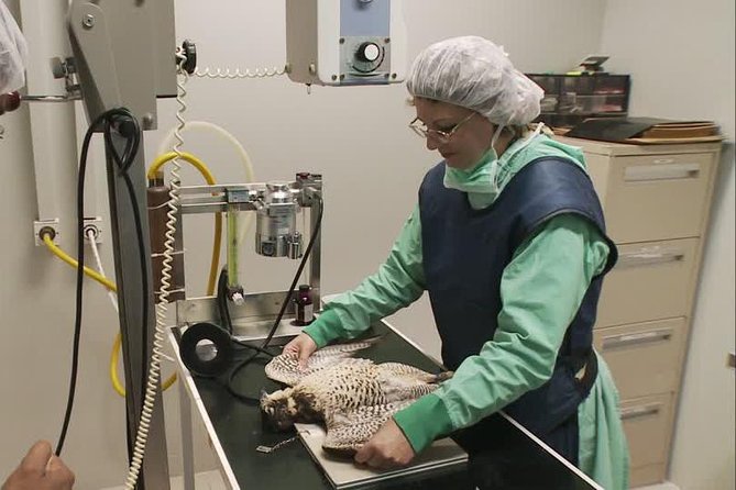 Abu Dhabi Falcon Hospital Tour - Why Abu Dhabi Falcon Hospital is more than a photo stop