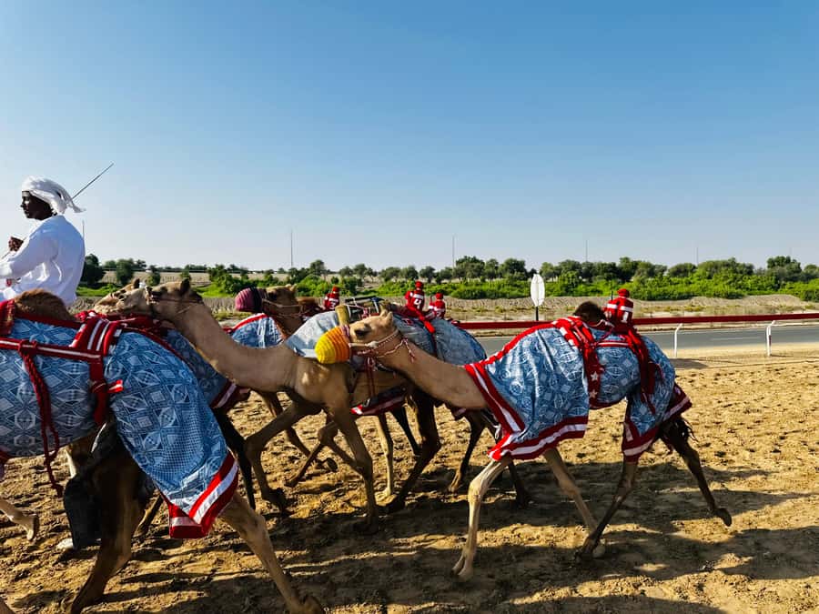 Abu Dhabi: Fossil Dune, Salt Lake and Camel Race Track Tour - Is $89 a fair price?