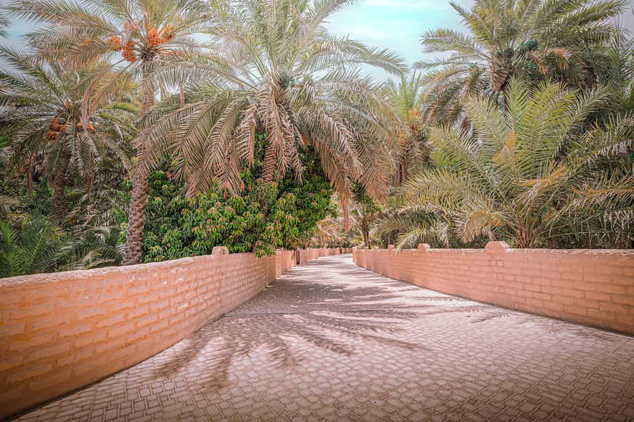 Abu Dhabi: Full-Day Al Ain Tour with Entry Tickets and Meal - Jebel Hafeet delivers the big view