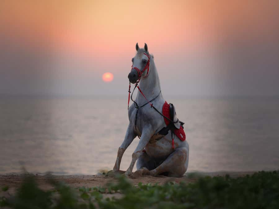 Abu Dhabi: Hudairiyat Island Horse Riding Experiences - What riding at Hudairiyat Island is really about