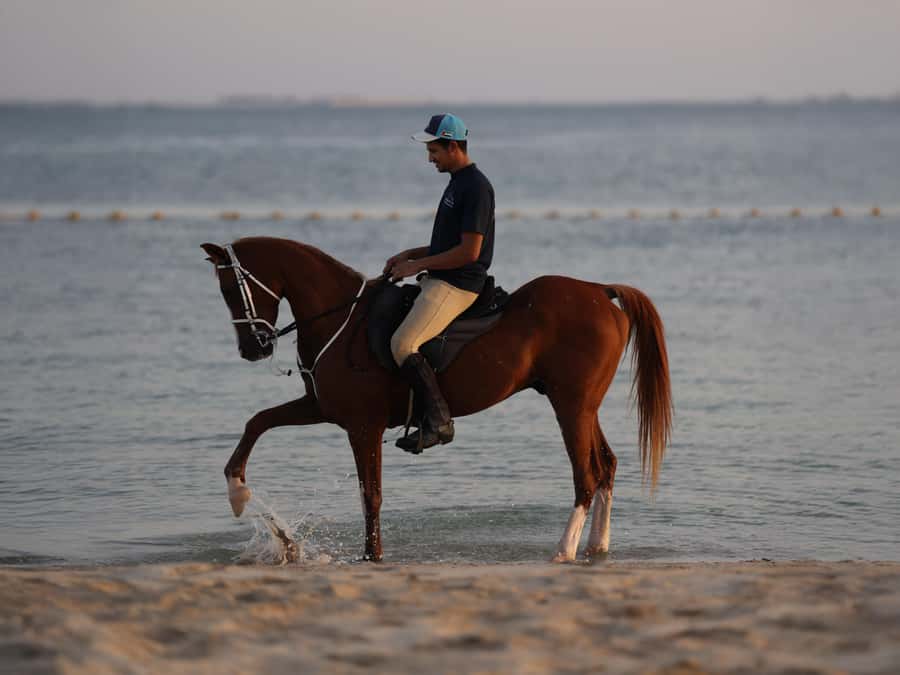Abu Dhabi: Hudairiyat Island Horse Riding Experiences - Choosing the right 30-minute ride