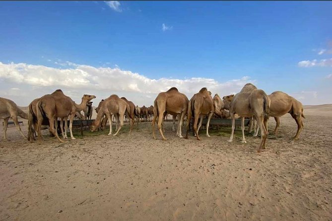 Abu Dhabi Morning Desert Safari,Dune Bashing,Sandboarding,Camel Riding&Quad Bike - Key points at a glance