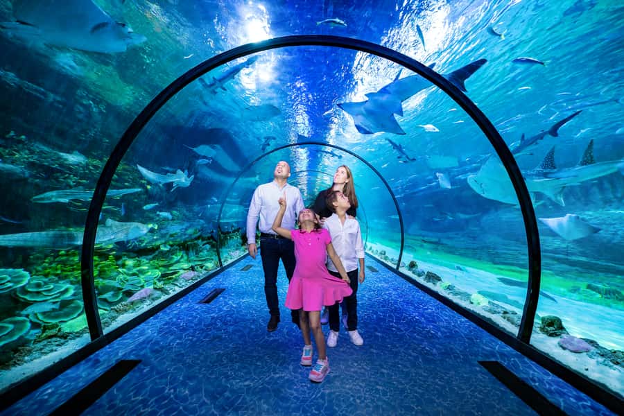 Abu Dhabi: National Aquarium Entrance Ticket - Sharks and rays are the main event
