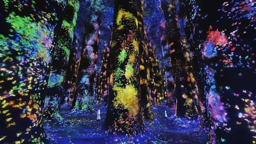 Abu Dhabi: teamLab Phenomena Entry Ticket - Air, light, and water become the main characters