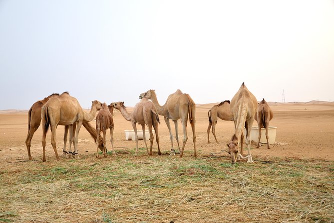 Al Ain Desert Safari with Buffet Dinner - From Al Ain hotel pickup to open desert