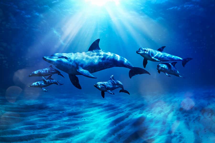 Aquaventure World: Dolphin Paddle and Waterpark Day Pass - Key points to know before you book