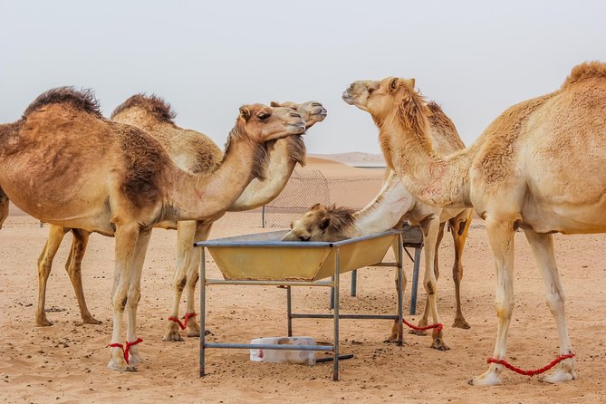 Best of Dubai : Dubai City Tour + Evening Desert Safari with all Activities - Al Bastakiya, Al Fahidi Fort, and Dubai Creek