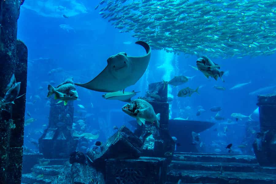 City Sightseeing Dubai HOHO Bus Tour, Aquaventure & More - The Red Route: creekside Dubai and the city’s older face