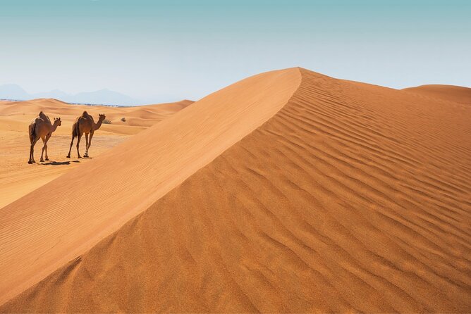 Desert Safari Abu Dhabi w/ Sand Boarding, Camel Ride & BBQ Dinner - The camel farm and first look at desert life