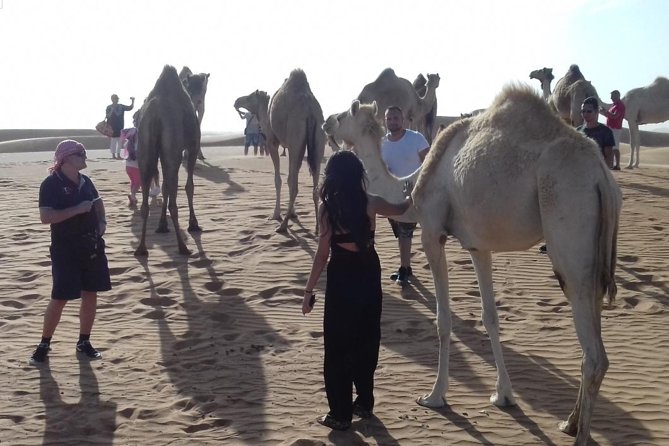 Desert Safari Tour, Quad Bike with BBQ Dinner & Show from Dubai - The short camel ride and camp activities