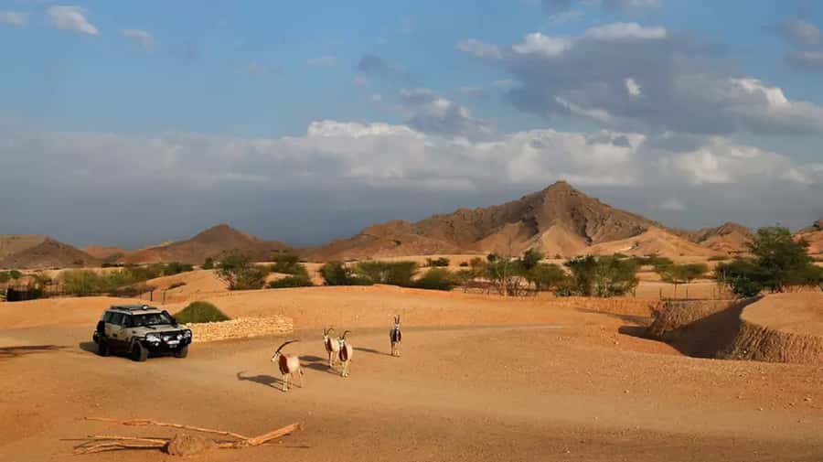 Dubai: Al Ain Garden City with Conservation Zoo - How to make the most of the eight-hour schedule