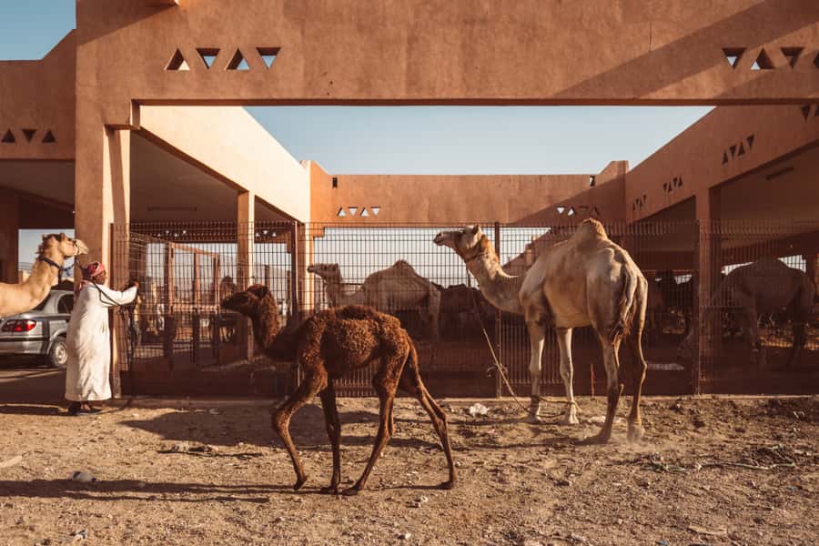 Dubai: Al Ain Oasis, Camel Market, Old Museum & Jebel Hafeet - From Dubai towers to Al Ain palms