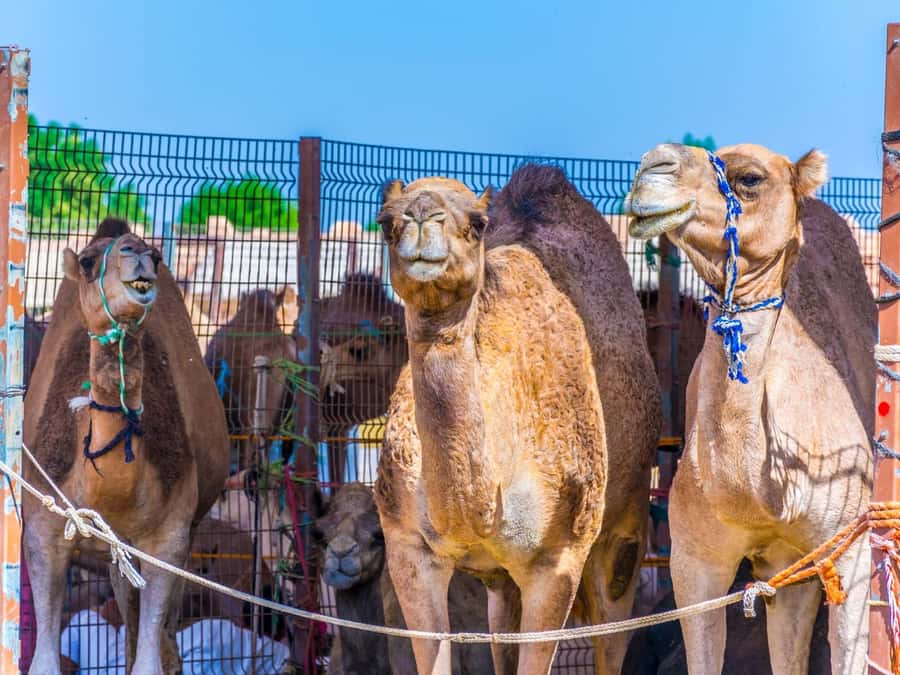 Dubai: Al Ain Oasis, Camel Market, Old Museum & Jebel Hafeet - A guide can make the long drive worthwhile