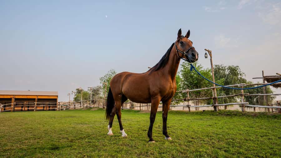 Dubai: Al Marmoom Oasis Horse Riding Experience with Snack - The Arabian horse exhibition
