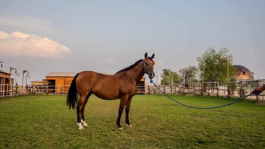 Dubai: Al Marmoom Oasis Horse Riding Experience with Snack - Refreshments and the relaxed pace