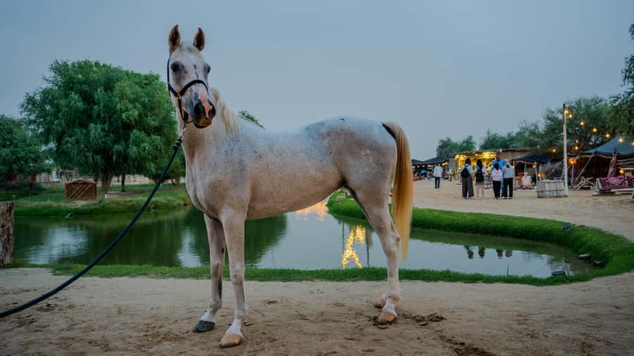 Dubai: Al Marmoom Oasis Horse Riding Experience with Snack - Who will enjoy this experience most