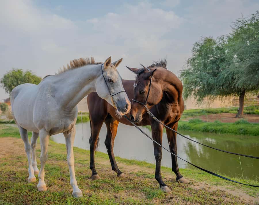 Dubai: Al Marmoom Oasis Horse Riding Experience with Snack - Should you book Al Marmoom Oasis horse riding?