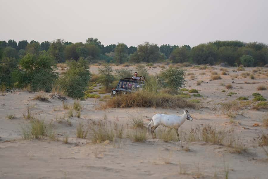 Dubai: Al Marmoom Oasis Safari, Animal Spotting & Breakfast - Who should book this morning safari?