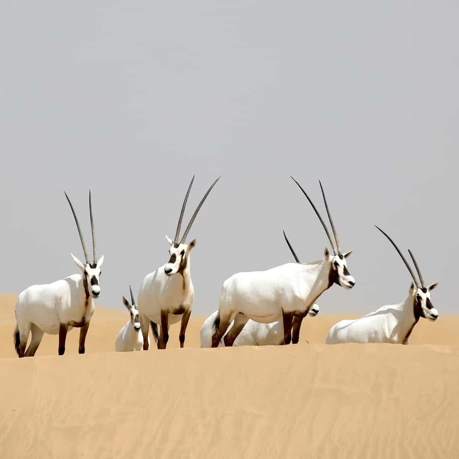 Dubai: Al Marmoom Oasis Safari, Animal Spotting & Breakfast - The camel caravan at the Bedouin village