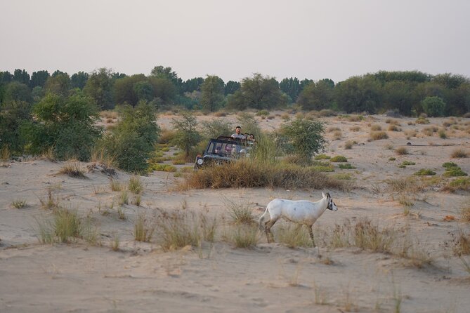 Dubai: Al Marmoom Oasis Vintage Safari: Camels, Stargazing & Meal - What dinner is really like