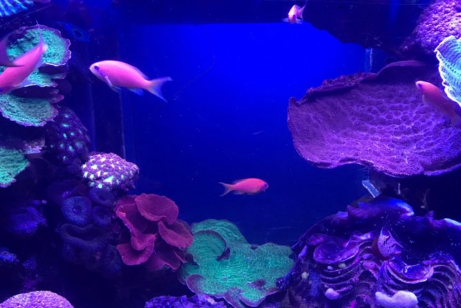 Dubai Aquarium and Underwater Zoo Admission Ticket with Options - A practical plan for families and groups