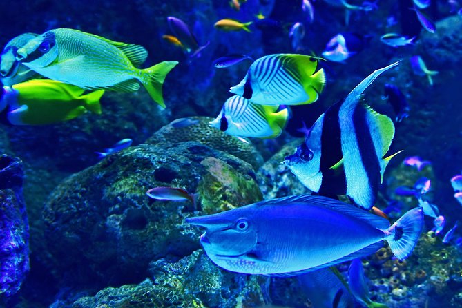 Dubai Aquarium and Underwater Zoo Admission Ticket with Options - Price, value, and what you are really buying