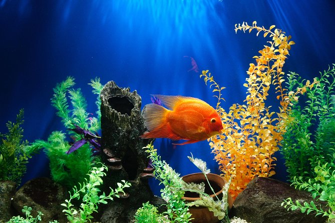 Dubai Aquarium and Underwater Zoo Admission Ticket with Options - Ticket handling and customer service concerns