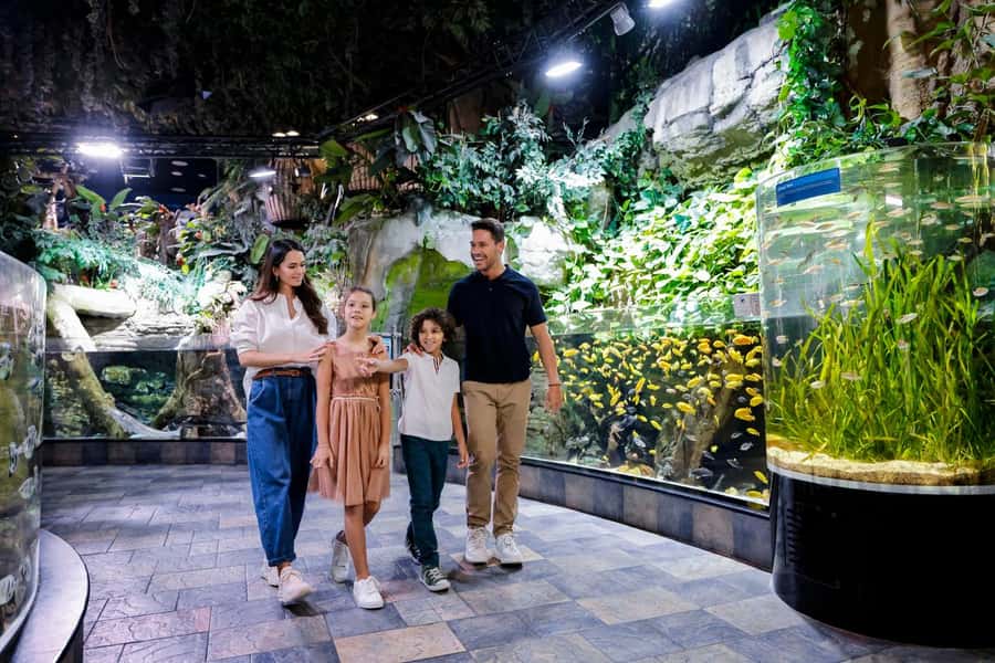 Dubai: Aquarium and Underwater Zoo Experience - Penguin Cove and the Gentoo encounter
