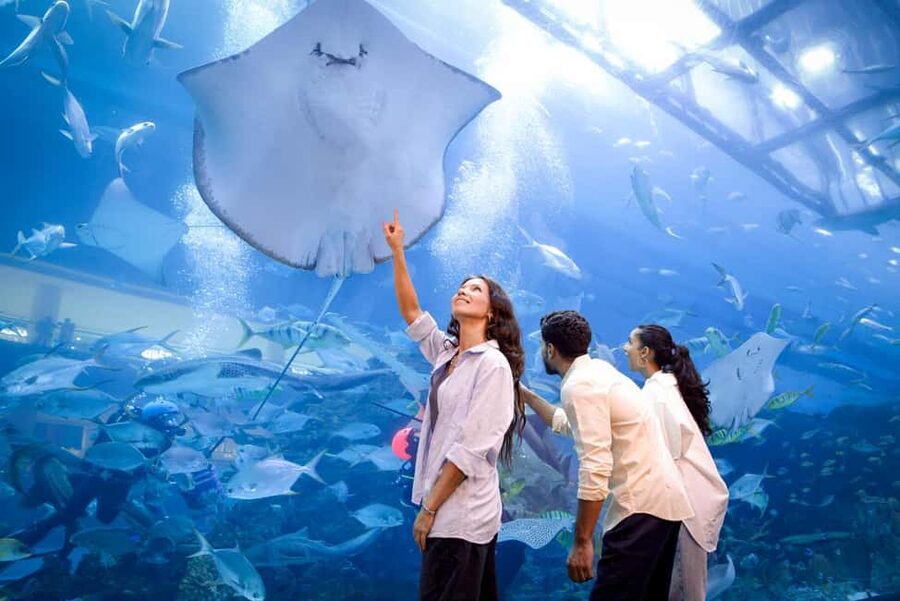 Dubai Aquarium + Sky Views Observatory Tickets - From the Rainforest to Penguin Cove