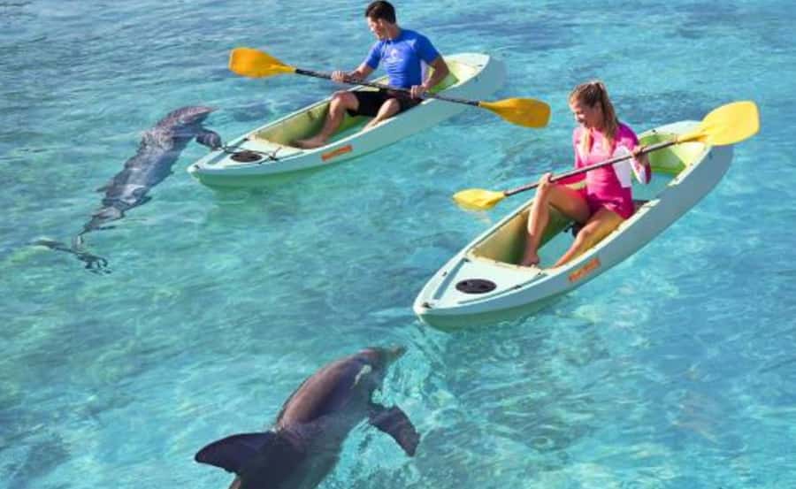 Dubai: Atlantis Dolphin Kayak Trip & Aquaventure Waterpark - What the marine mammal briefing adds