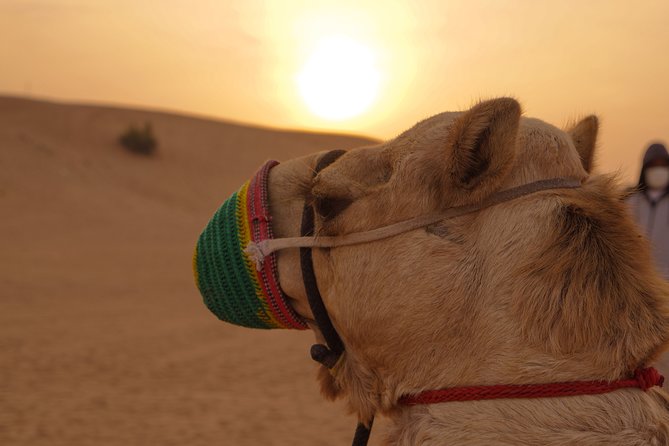 Dubai Buggy Tour in red sands and Desert Safari - Dune bashing adds a second kind of thrill