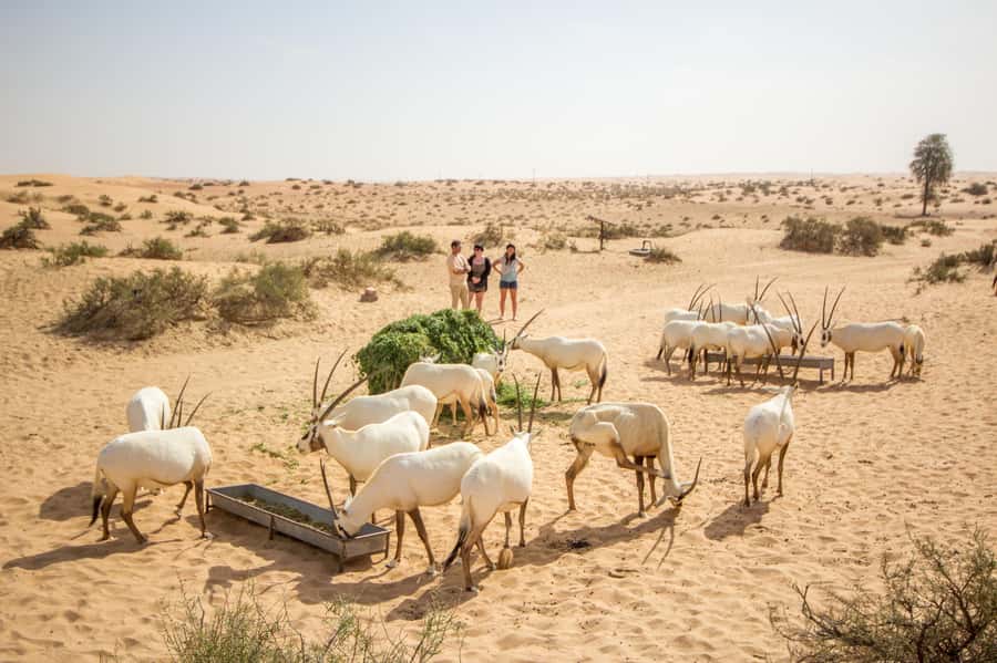 Dubai: Conservation Drive & Platinum Breakfast - Wildlife in the Dubai Desert Conservation Reserve
