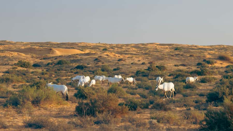 Dubai: Conservation Drive & Platinum Breakfast - Should You Book the Conservation Drive and Platinum Breakfast?