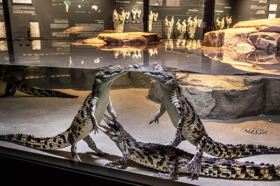 Dubai Crocodile Park Ticket - Key points before you book