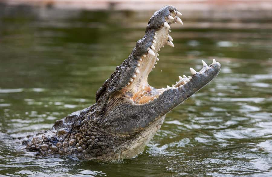 Dubai Crocodile Park Ticket - Meeting Dubai’s Nile crocodiles